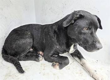 American Staffordshire Terrier and Mixed Breed Dogs Available for Adoption in Houston, Texas - A655764 | PetCurious
