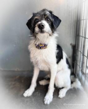 Jimmy -  Shih Tzu and Miniature Poodle Dog for Adoption - Jimmy | PetCurious