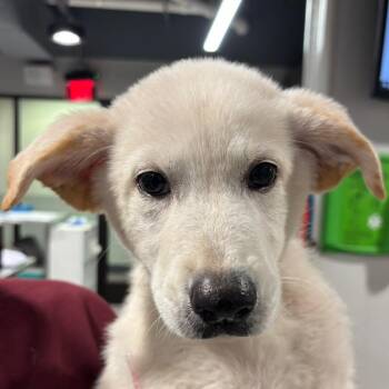 Cleo (Snowball Litter) -  Great Pyrenees and Mixed Breed Dog for Adoption in Tampa, Florida - Cleo (Snowball Litter) | PetCurious