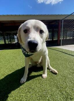 Bravo -  Great Pyrenees Dog for Adoption in Fayetteville, Arkansas - Bravo | PetCurious