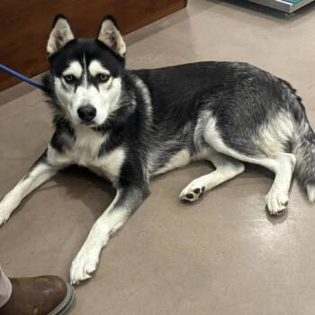 Husky Dogs Available for Adoption - 396 (2026) Nala | PetCurious