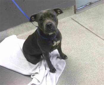 BETTY -  Pit Bull Terrier and Mixed Breed Dog for Adoption in Tallahassee, Florida - BETTY | PetCurious