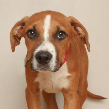Frankie D71061 -  American Bulldog and Mixed Breed Dog for Adoption in Minnetonka, Minnesota - Frankie D71061 | PetCurious