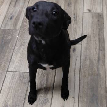 Rescue Labrador Retriever and Mixed Breed Dogs for Adoption in Henderson, Kentucky - Clayton | PetCurious