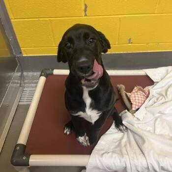 Mixed Breed Dogs Available for Adoption - Bowie | PetCurious