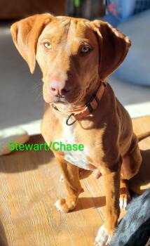 Stewart -  Vizsla Dog for Adoption in Grand Rapids, Michigan - Stewart | PetCurious