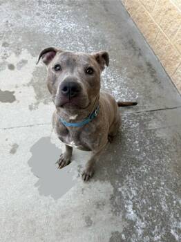 Terrier Dogs Available for Adoption - Mooch | PetCurious