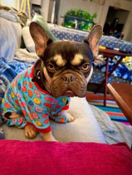 Nirvana -  French Bulldog Dog for Adoption - Nirvana | PetCurious