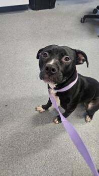 Mixed Breed Dogs Available for Adoption - Void | PetCurious