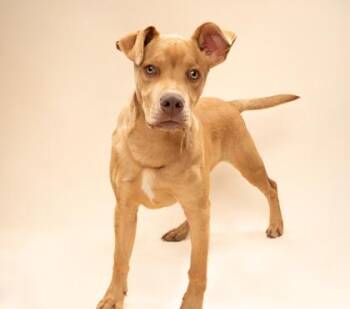 Mixed Breed Dogs Available for Adoption in Fort Worth, Texas - Hopper | PetCurious
