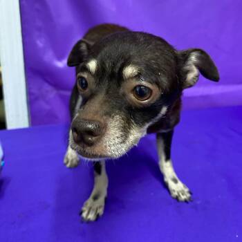 Blanche -  Chihuahua Dog for Adoption in North Myrtle Beach, South Carolina - Blanche | PetCurious