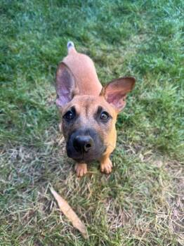 Rescue German Shepherd Dog and Mixed Breed Dogs for Adoption in Oceanport, New Jersey - Rick | PetCurious