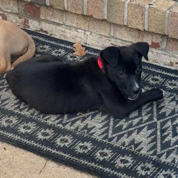 Labrador Retriever and Mixed Breed Dogs Available for Adoption in Jarrettsville, Maryland - Hilda | PetCurious