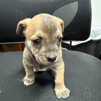 Mixed Breed Dogs Available for Adoption - Deluxe | PetCurious