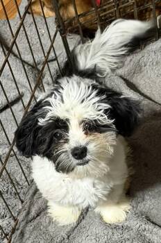 River -  Shih Tzu and Bichon Frise Dog for Adoption in Sioux Falls, South Dakota - River | PetCurious