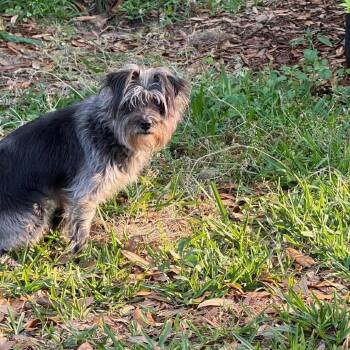 Mixed Breed Dogs Available for Adoption in Savannah, Georgia - Pepper | PetCurious