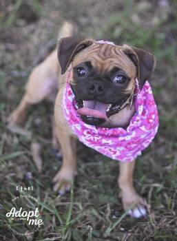 Ethel -  Pug Dog for Adoption in Humble, Texas - Ethel | PetCurious
