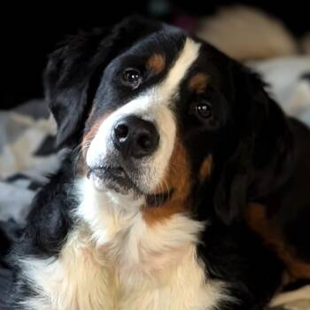 Sable -  Bernese Mountain Dog Dog for Adoption in Normal, Illinois - Sable | PetCurious