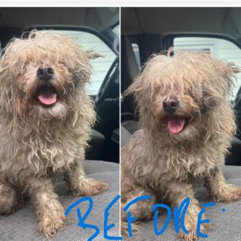 Shih Tzu and Poodle Dogs Available for Adoption in Hudson, Illinois - Mr. Rogers | PetCurious