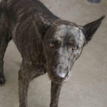 Babygirl -  Shepherd and Dutch Shepherd Dog for Adoption in Kingman, Arizona - Babygirl | PetCurious