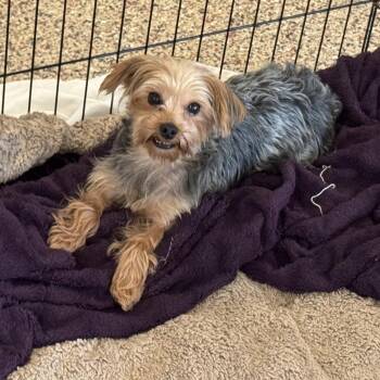 Rescue Yorkshire Terrier Dogs for Adoption in Chester Springs, Pennsylvania - Paw | PetCurious