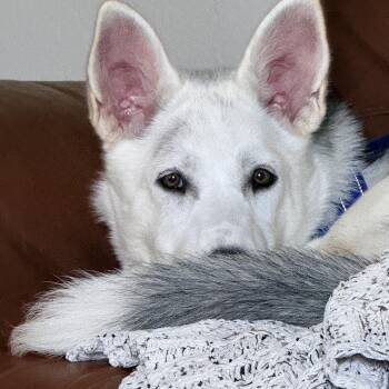 Husky and Great Pyrenees Dogs Available for Adoption in Pflugerville, Texas - Kiki | PetCurious