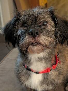Chewy -  Cairn Terrier and Yorkshire Terrier Dog for Adoption in Harrison City, Pennsylvania - Chewy | PetCurious