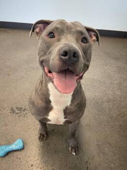 Capone -  Mixed Breed Dog for Adoption in Mishawaka, Indiana - Capone | PetCurious
