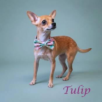 Chihuahua Dogs Available for Adoption in Lebanon, Tennessee - Tulip D26-070 | PetCurious
