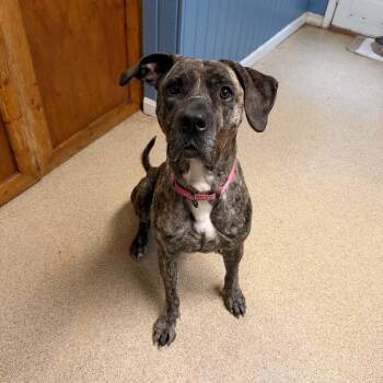 Cinnamin -  Presa Canario Dog for Adoption in Sunderland, Maryland - Cinnamin | PetCurious