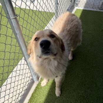 Great Pyrenees and Golden Retriever Dogs Available for Adoption in Cody, Wyoming - Freki | PetCurious