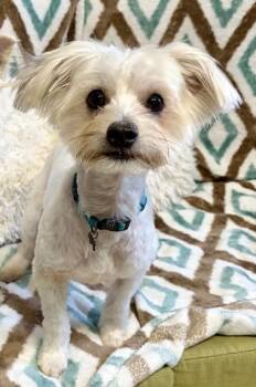 Zan -  Maltese Dog for Adoption in Key West, Florida - Zan | PetCurious