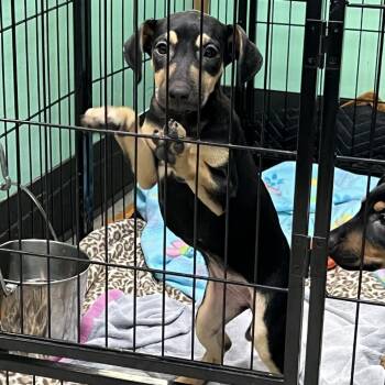Rollie Pollie -  Doberman Pinscher and Black Labrador Retriever Dog for Adoption in Austin, Texas - Rollie Pollie | PetCurious