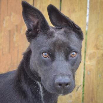 Black Labrador Retriever and German Shepherd Dog Dogs Available for Adoption in Huntley, Illinois - Jason | PetCurious