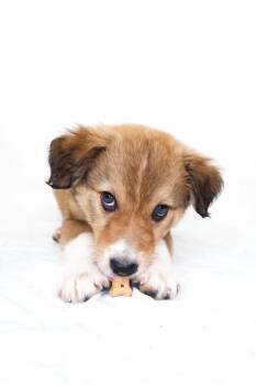 Ainsley -  Great Pyrenees Dog for Adoption in Bixby, Oklahoma - Ainsley | PetCurious