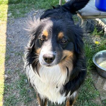 Border Collie Dogs Available for Adoption in Harrisonburg, Virginia - Rocky | PetCurious