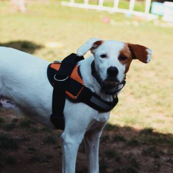 Rescue Spaniel Dogs for Adoption in Pawling, New York - Daisy | PetCurious