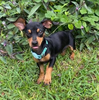 Blake -  Miniature Pinscher and Chihuahua Dog for Adoption in Warren, Rhode Island - Blake | PetCurious