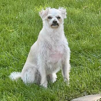 Rescue Terrier and Chihuahua Dogs for Adoption in Olathe, Kansas - Brandy | PetCurious
