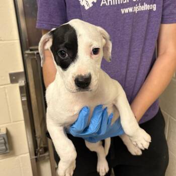 Mixed Breed Dogs Available for Adoption in East Hanover, New Jersey - Trooper | PetCurious