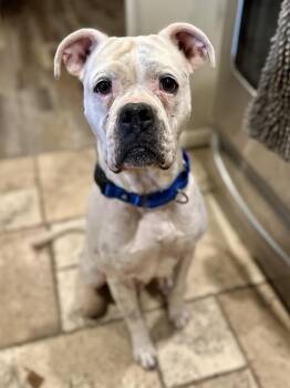 Boxer and Mixed Breed Dogs Available for Adoption in Akron, Ohio - Lydia | PetCurious