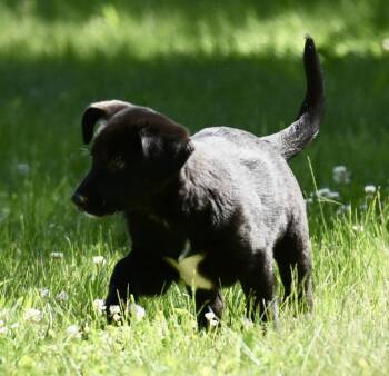 Nikita -  Labrador Retriever and German Shepherd Dog Dog Available for Adoption in Mechanicsburg, Pennsylvania - Nikita | PetCurious