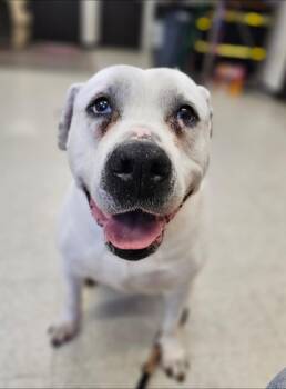 American Bulldog and Labrador Retriever Dogs Available for Adoption in Bay City, Michigan - Wilbur | PetCurious