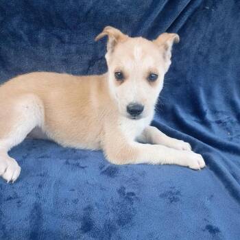 Rescue German Shepherd Dog Dogs for Adoption in Lucas, Texas - ESME GS | PetCurious