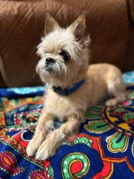 Robert -  Affenpinscher Dog for Adoption in Albion, New York - Robert | PetCurious