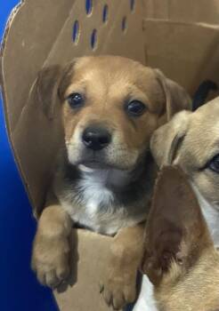 Mixed Breed Dogs Available for Adoption in Dallas, Texas - DOS | PetCurious