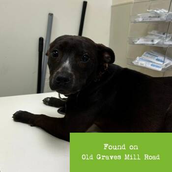 Mixed Breed Dogs Available for Adoption - Cookie | PetCurious