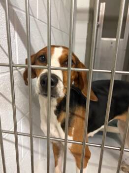 Darla -  Treeing Walker Coonhound Dog for Adoption in Morgantown, Kentucky - Darla | PetCurious