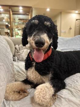 Koshi -  Poodle and Bernese Mountain Dog Dog for Adoption in Shawnee, Oklahoma - Koshi | PetCurious