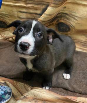 Dolly -  Mixed Breed Dog for Adoption in Minot, North Dakota - Dolly | PetCurious